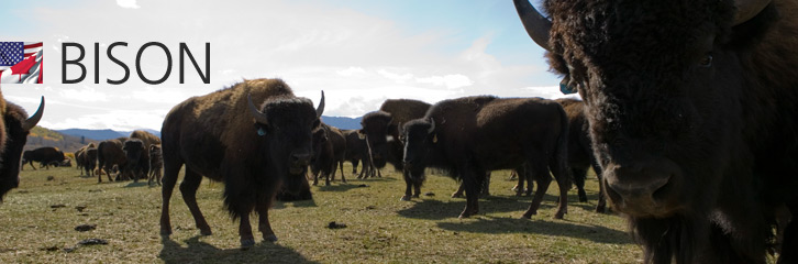 Bison